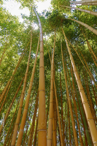 Bamboo Forrest with Interesting Light  Lines  Colors and Overhead Foliage Canopy