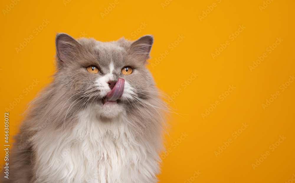 beautiful fluffy lilac white british longhair cat with yellow eyes hungry licking lips on yellow background with copy space beautiful fluffy lilac white british longhair cat with yellow eyes hungry licking lips on yellow background with copy space