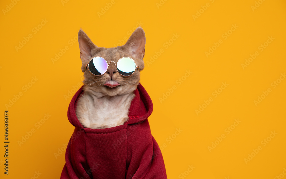 cool cat portrait. fawn lilac devon rex cat wearing red hoodie and round sunglasses looking at camera sticking out tongue on yellow background with copy space