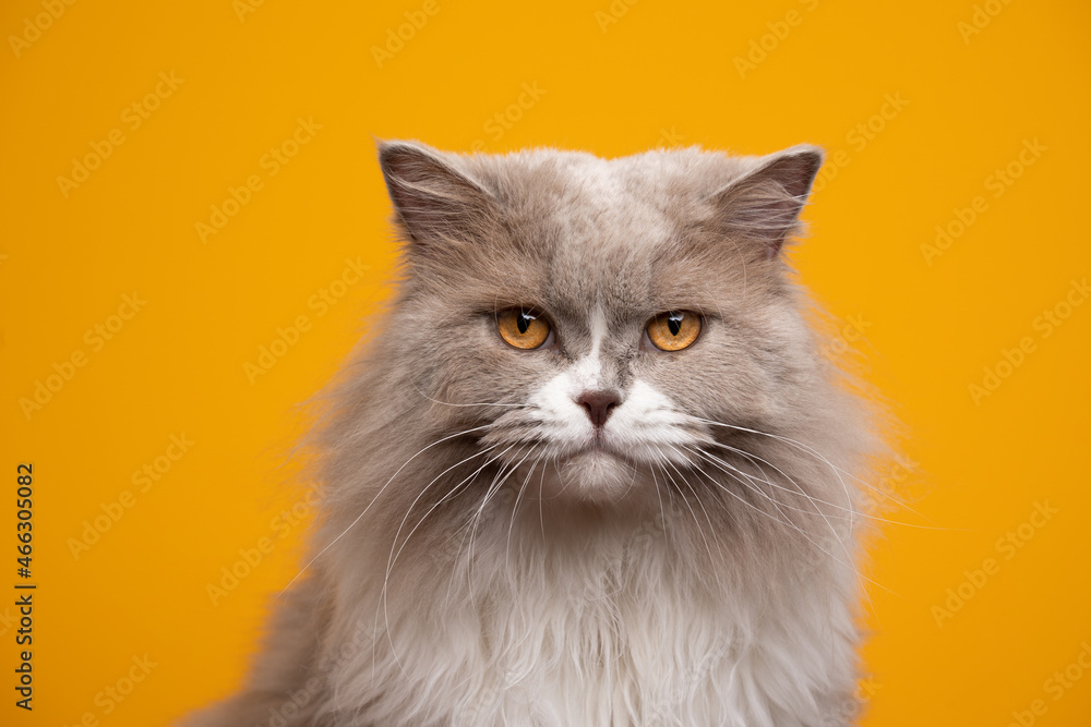 beautiful fluffy lilac white british longhair cat with yellow eyes looking at camera portrait on yellow background with copy space