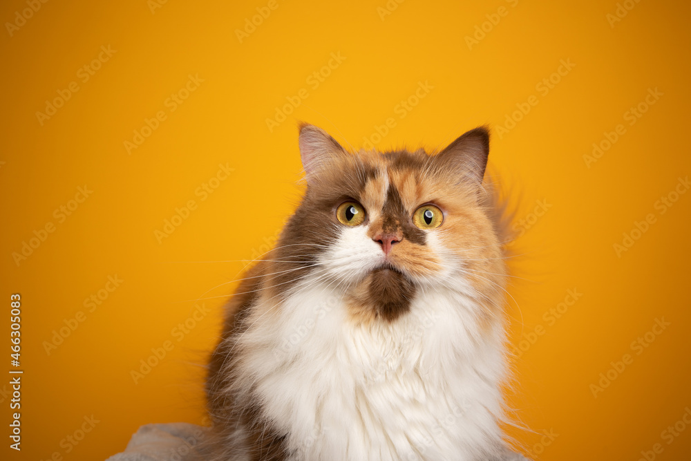 calico british longhair cat with yellow eyes wide open looking shocked or surprised on yellow background with copy space calico british longhair cat with yellow eyes wide open looking shocked or surprised on yellow background with copy space