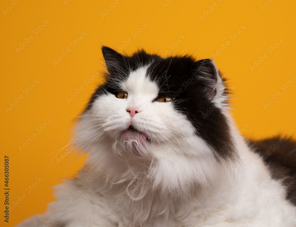 black and white british longhair cat grooming licking fur on yellow background making silly face