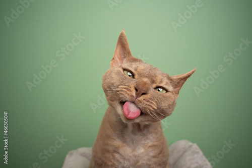 fawn devon rex cat making funny face sticking out tongue looking at camera silly on green background with copy space photo