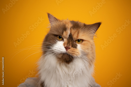 beautiful calico british longhair cat looking serious or angry on yellow background © FurryFritz