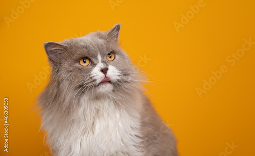 fluffy lilac white british longhair cat with yellow eyes looking to the side sticking out tongue on yellow background with copy space photo