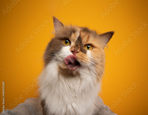 hungry calico british longhair cat licking lips looking at camera curiously portrait on yellow background