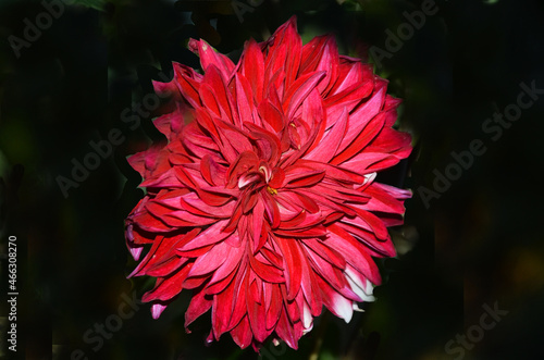Red Dahlia flower And Black background