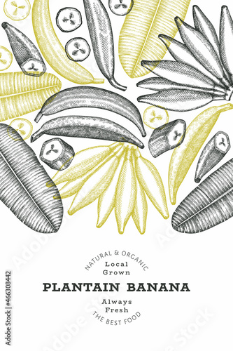 Hand drawn sketch style plantain banner. Organic fresh fruit vector illustration. Retro exotic banana fruit design template