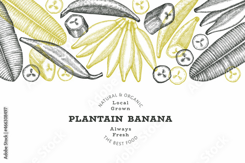 Hand drawn sketch style plantain banner. Organic fresh fruit vector illustration. Retro exotic banana fruit design template