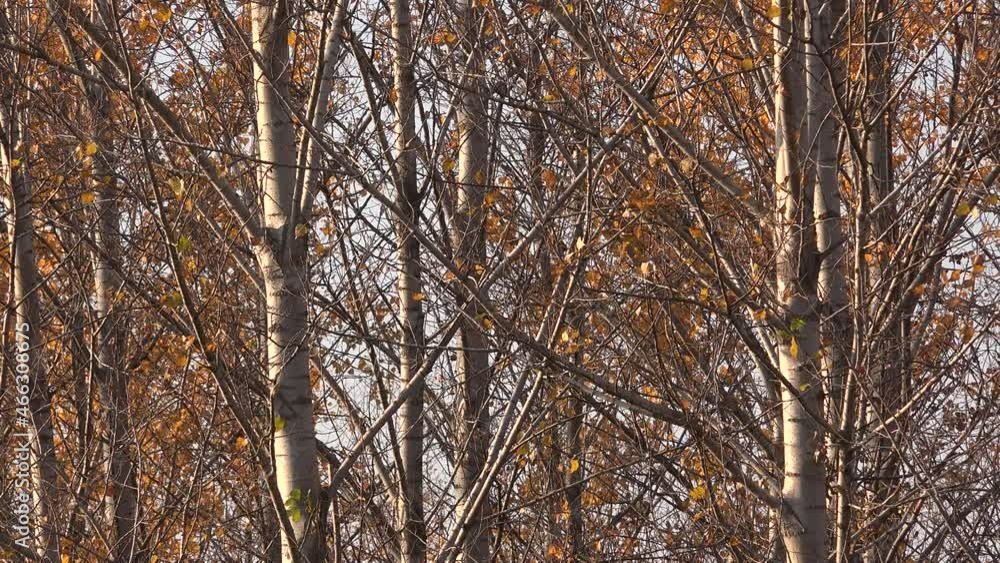 Cottonwood trees in deciduous forest in autumn Cottonwood trees in deciduous forest in autumn