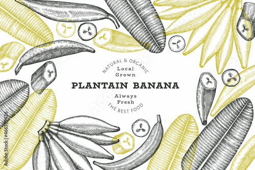 Hand drawn sketch style plantain banner. Organic fresh fruit vector illustration. Retro exotic banana fruit design template photo