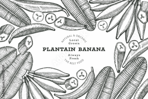 Hand drawn sketch style plantain banner. Organic fresh fruit vector illustration. Retro exotic banana fruit design template