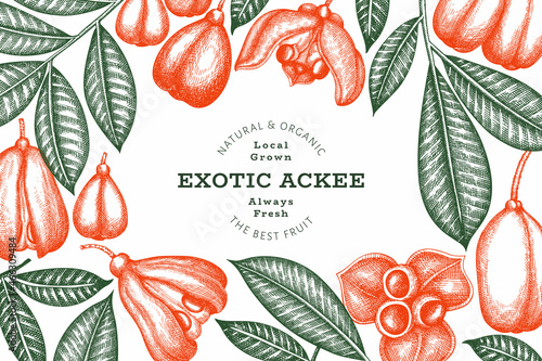 Hand drawn sketch style ackee banner. Organic fresh food vector illustration. Retro exotic fruit design template. Engraved style botanical background.