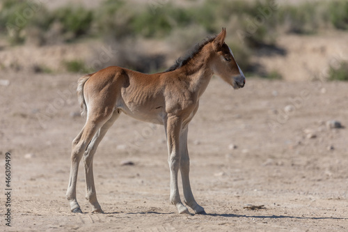 Cute Wild Horse Foal in the Utah Desert