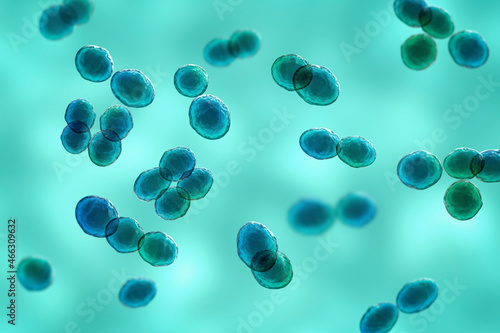 Bacteria Lactococcus, 3D illustration photo
