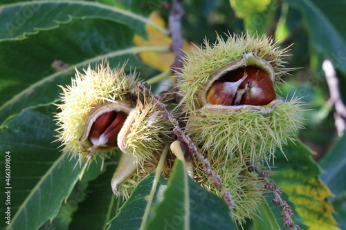 Chestnut fruits in autumn, typical fruit of the Italian Apennines, autumn season 