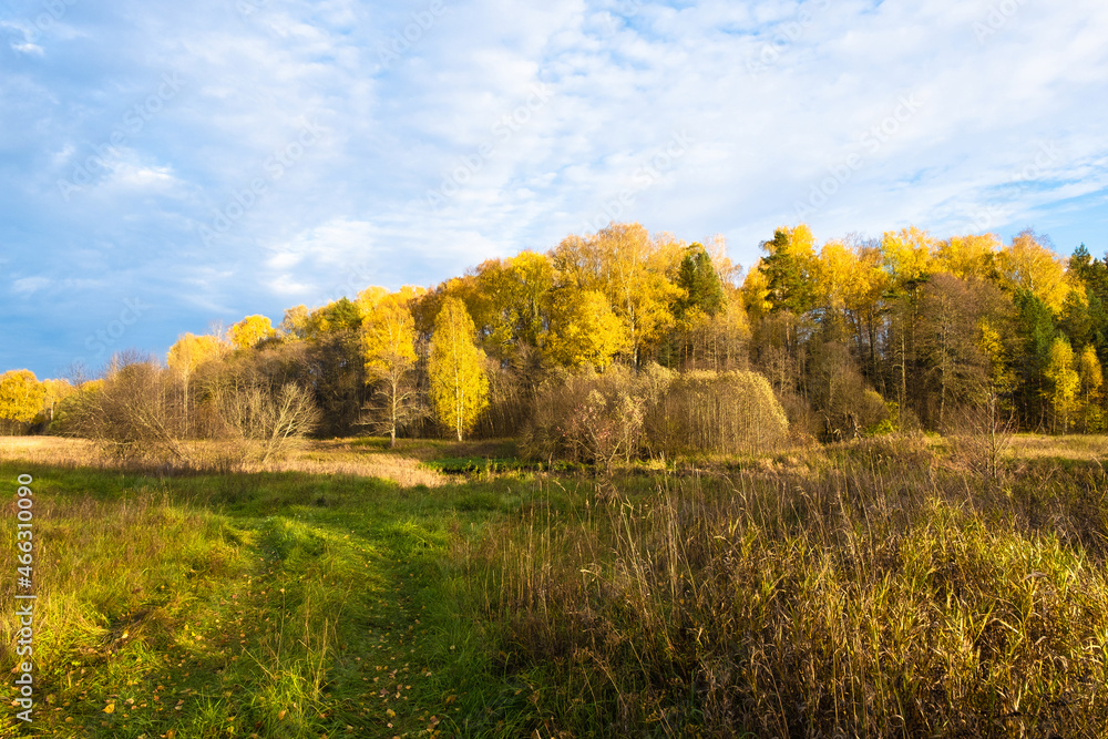 A road overgrown with green grass among tall dry grass and an autumn forest with yellow leaves. A road overgrown with green grass among tall dry grass and an autumn forest with yellow leaves.
