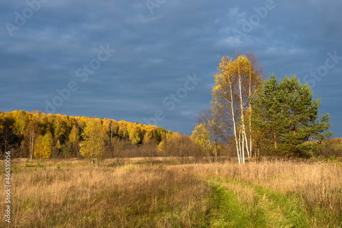 Autumn landscape with bright white birch trunks and green pines with a blue cloudy sky.