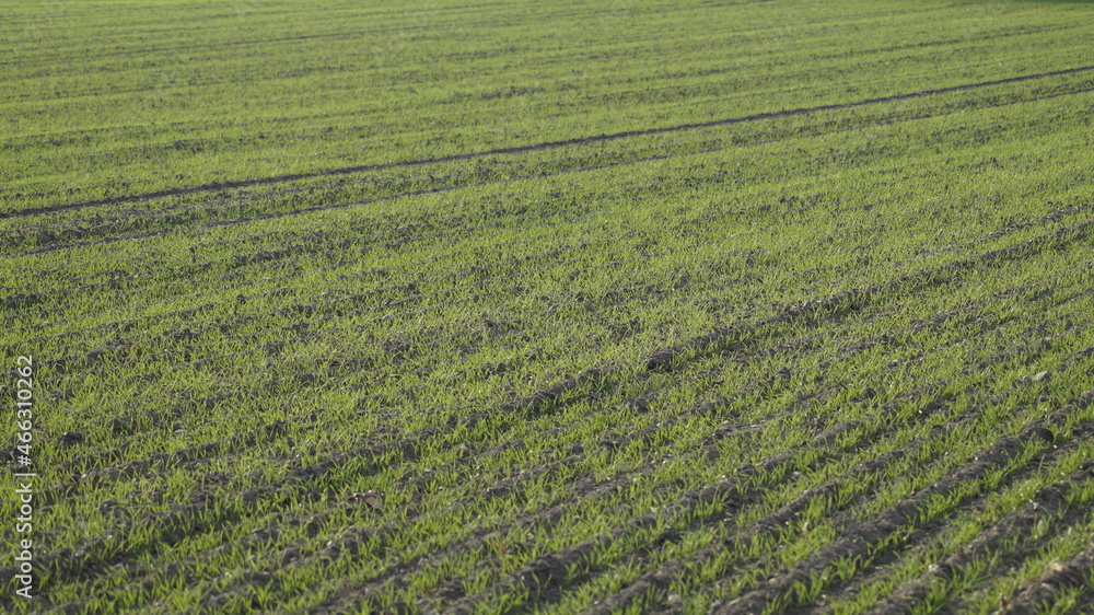 lavender field in region