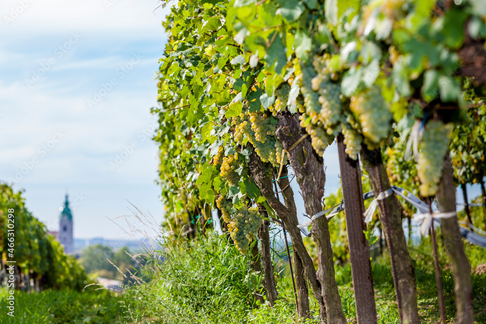 Fototapeta premium vineyards on the Czech-Austrian border near the village of Hnanice