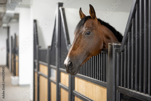 Cropped image of brown Thoroughbred horse in stable. Concept of rural rest and leisure. Green tourism. Idea of farm animal lifestyle