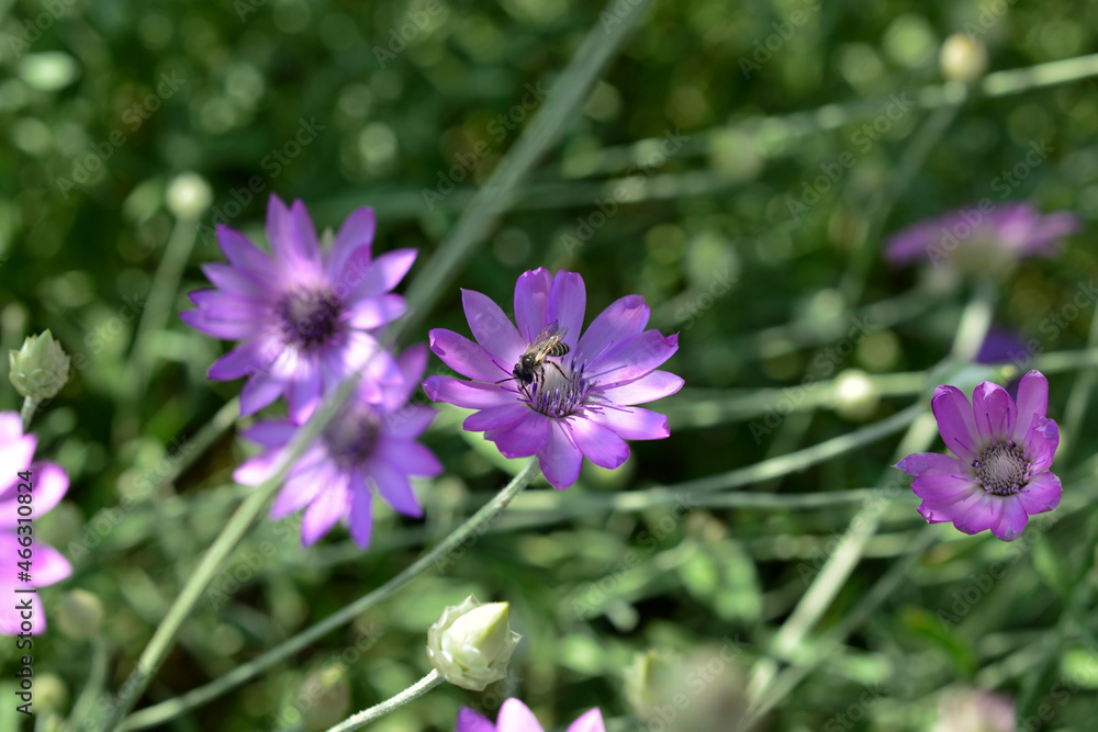 Purple flower of Annual Everlasting or Immortelle, Xeranthemum annuum, macro, selective focus Purple flower of Annual Everlasting or Immortelle, Xeranthemum annuum, macro, selective focus