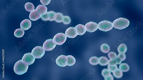 Leuconostoc bacteria, 3D illustration photo