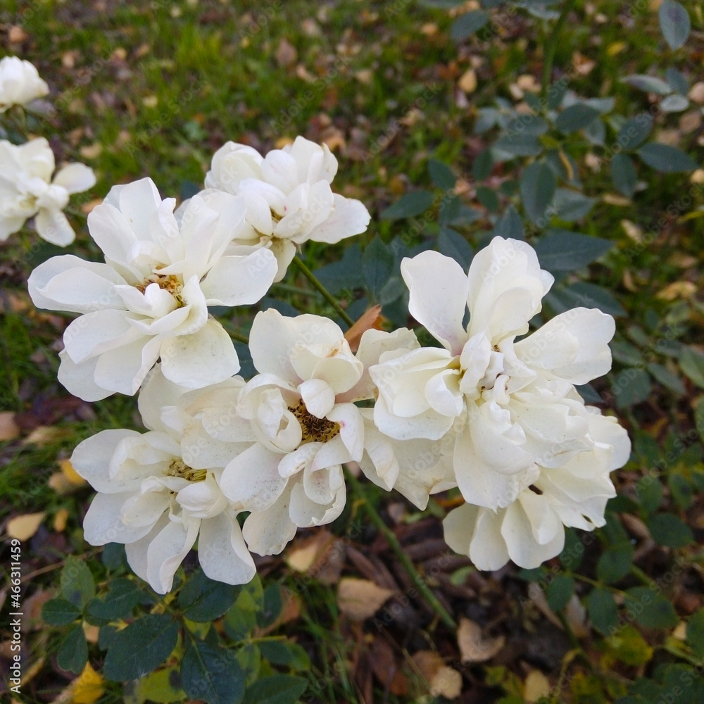 Fototapeta premium White roses