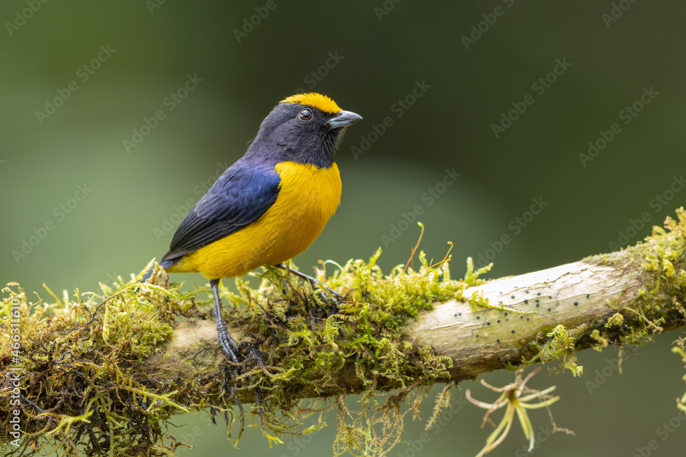 Obraz premium Orange-bellied Euphonia perched on a branch