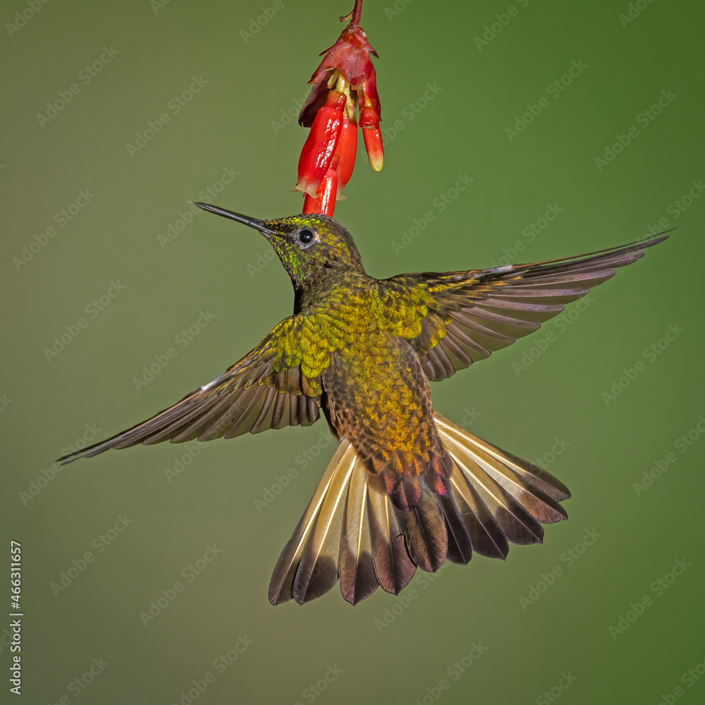 Obraz premium Buff-tailed Coronet feeding on a red tropical flower