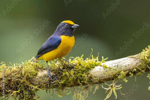 Orange-bellied Euphonia perched on a branch © Wim