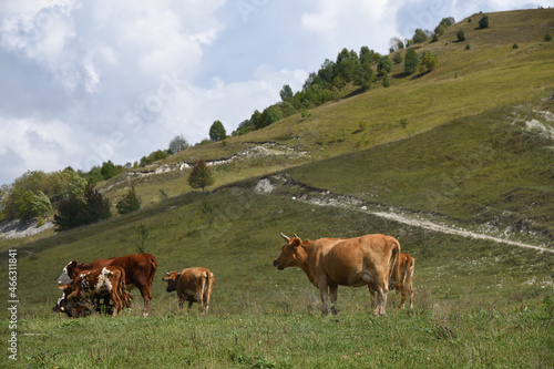 Livestock of cows grazing animals at mountain meadows pasture. Chechnya  Russia