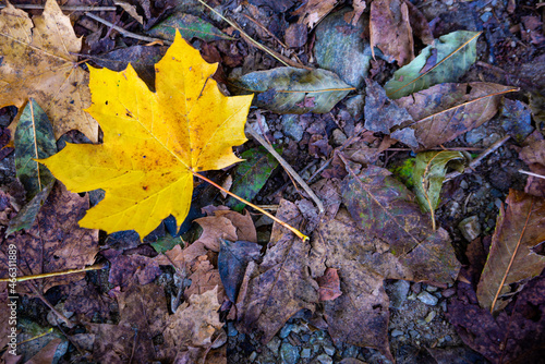 Autumn leaf just fallen from the tree and lying on the ground  and which stands out for its color. 