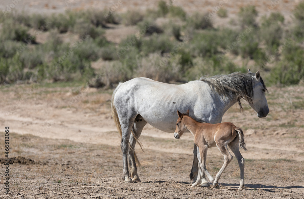 Wild Horse Mare and Foal in Spring in the Utah Desert