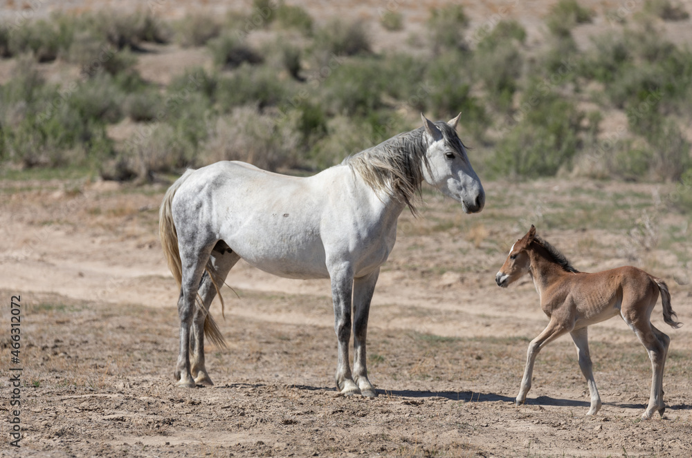 Wild Horse Mare and Foal in Spring in the Utah Desert Wild Horse Mare and Foal in Spring in the Utah Desert