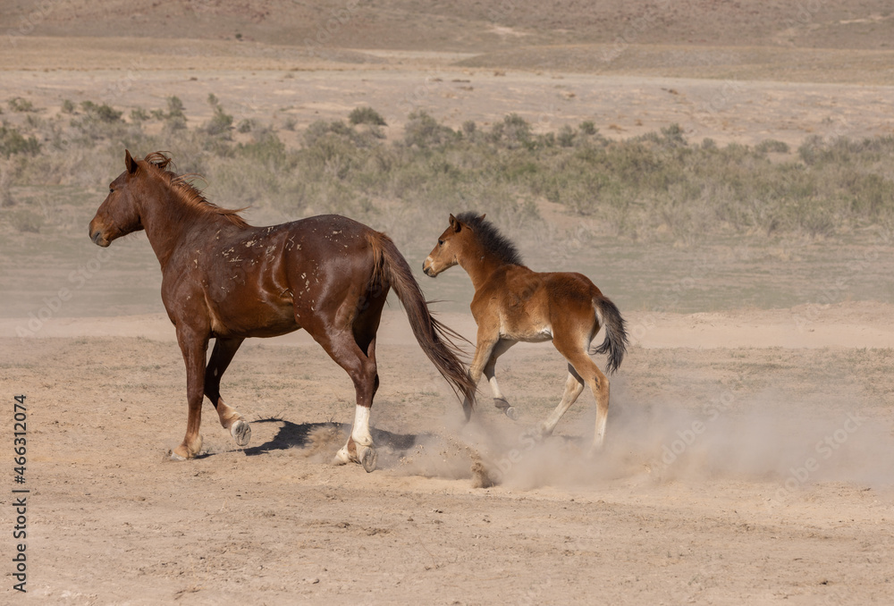 Obraz premium Wild Horse Mare and Foal in Spring in the Utah Desert
