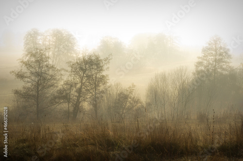 misty morning in the woods. silhouette of trees grove in thick white morning fog. pale color wood obscure by moisture in the mountains forest air. haze landscape