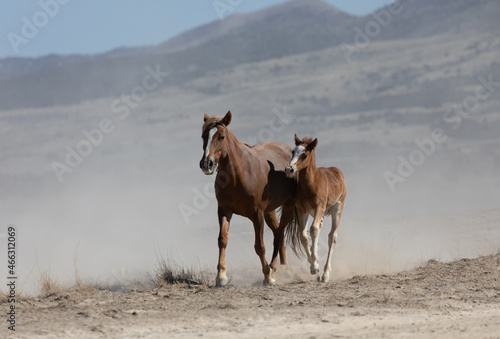 Wild Horse Mare and Foal in Spring in the Utah Desert