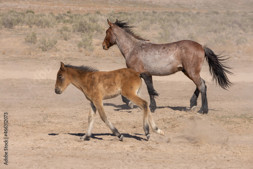 Fototapeta Naklejka Na Ścianę i Meble -  Wild Horse Mare and Foal in Spring in the Utah Desert