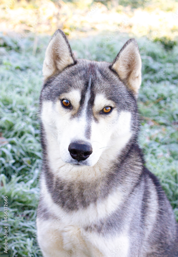 Husky dog portrait sit outside Husky dog portrait sit outside