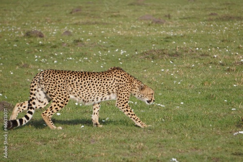  A cheetah stalking with little cover