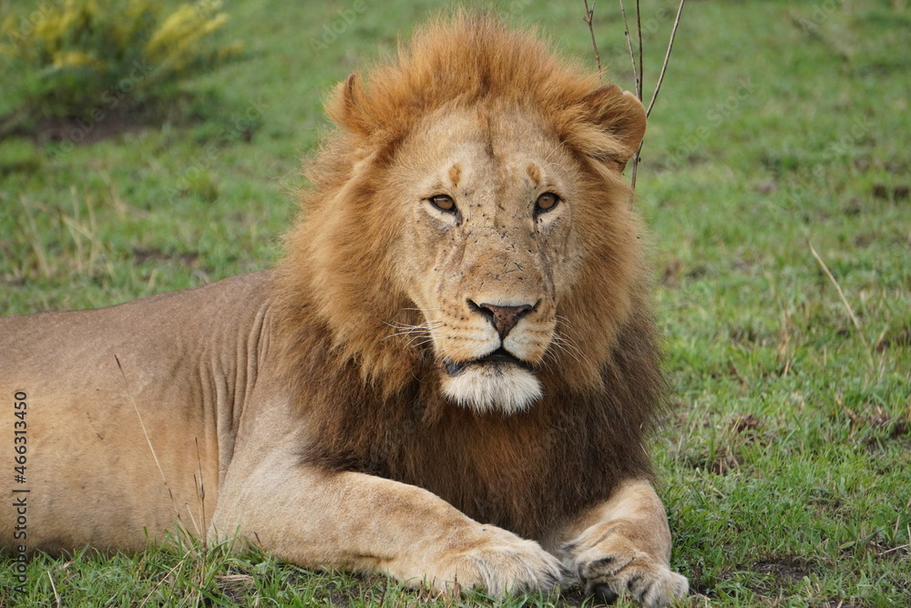 A dangerous look of a male lion