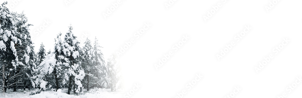 Winter forest of pine trees covered with white fluffy snow in daylight ...