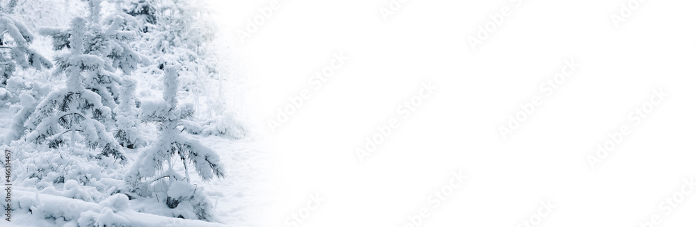 Young spruce trees, covered with white fluffy snow at daylight. The anticipation and feeling of Christmas and New Year. Winter panoramic banner with blank white copy space