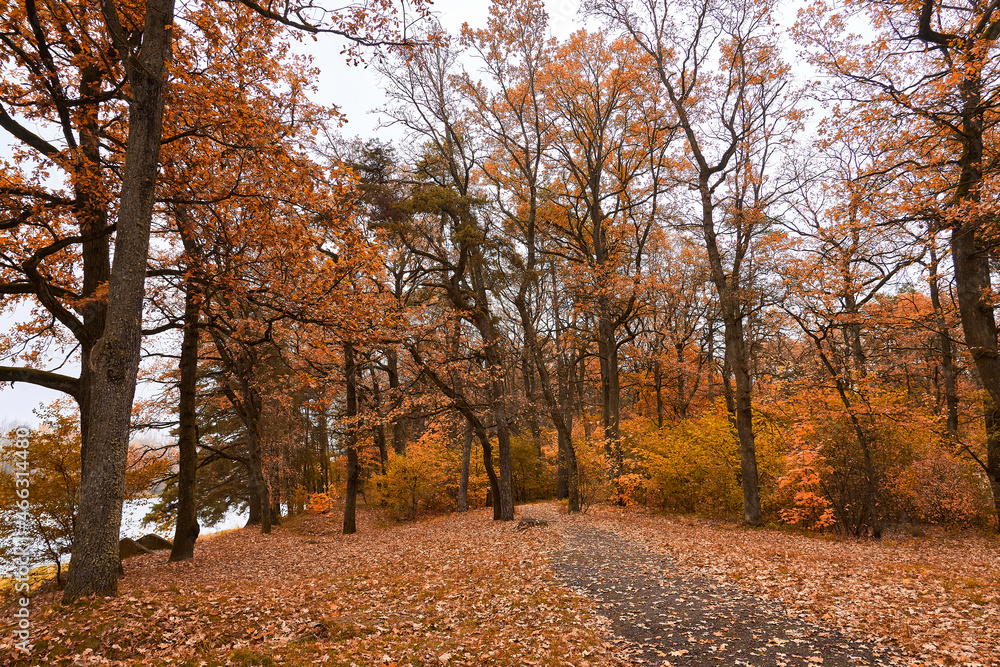 Quiet cozy park in autumn. Trees with yellow and red leaves near the river. A place for rest and relaxation Quiet cozy park in autumn. Trees with yellow and red leaves near the river. A place for rest and relaxation