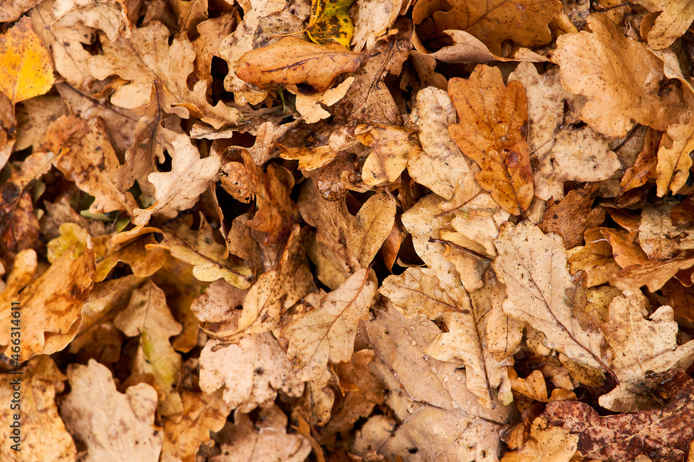 Beautiful pattern of oak leaves. Top view of fallen leaves Beautiful pattern of oak leaves. Top view of fallen leaves