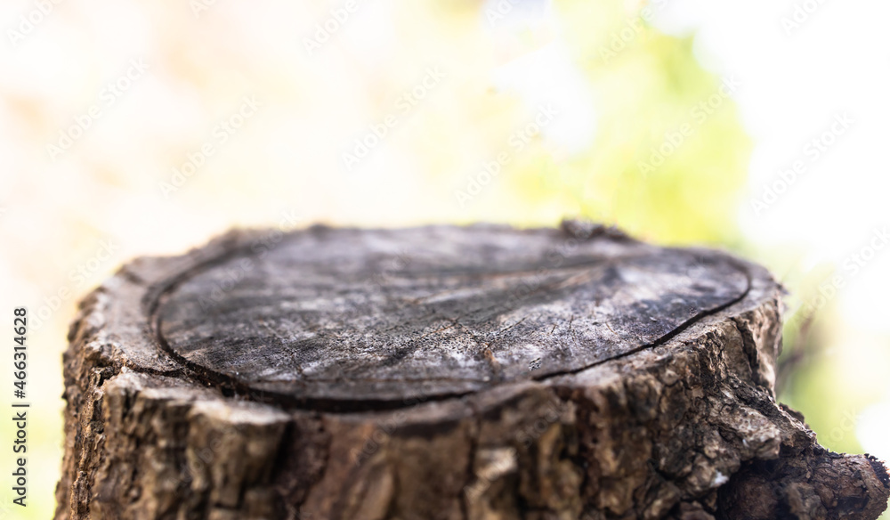 empty wooden on blurred nature backdrop. tree stump blank. can used for display or montage your products empty wooden on blurred nature backdrop. tree stump blank. can used for display or montage your products