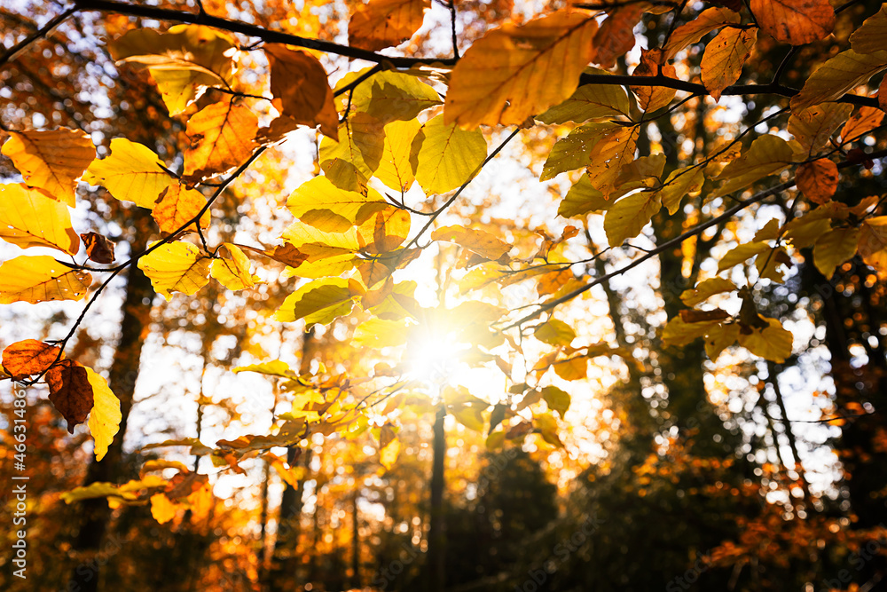 Herbst Blätter mit Sonnenstrahlen	