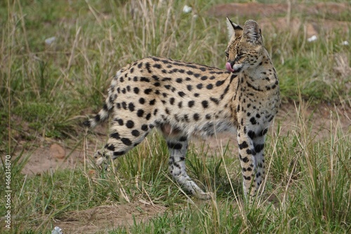 A serval cat with her tongue out © naturespy
