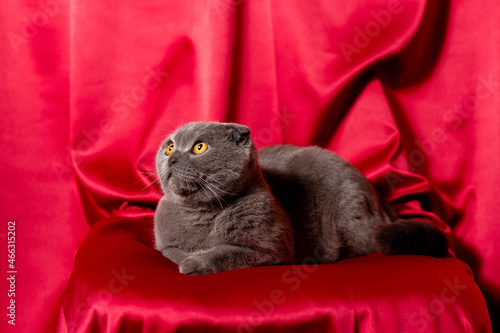 Fotografie Gray cat on red cloth. Scottish fold cat.